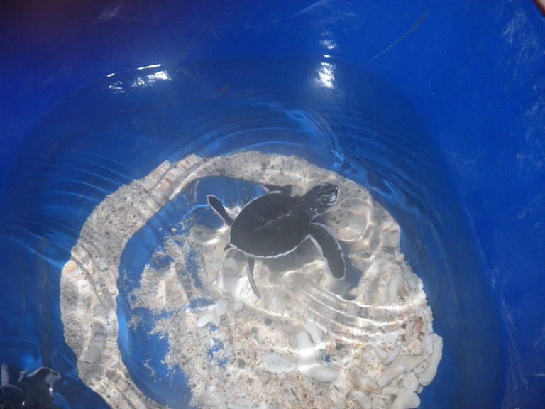 Baby turtle, they were releasing it the next day -Travellingminstrel # 