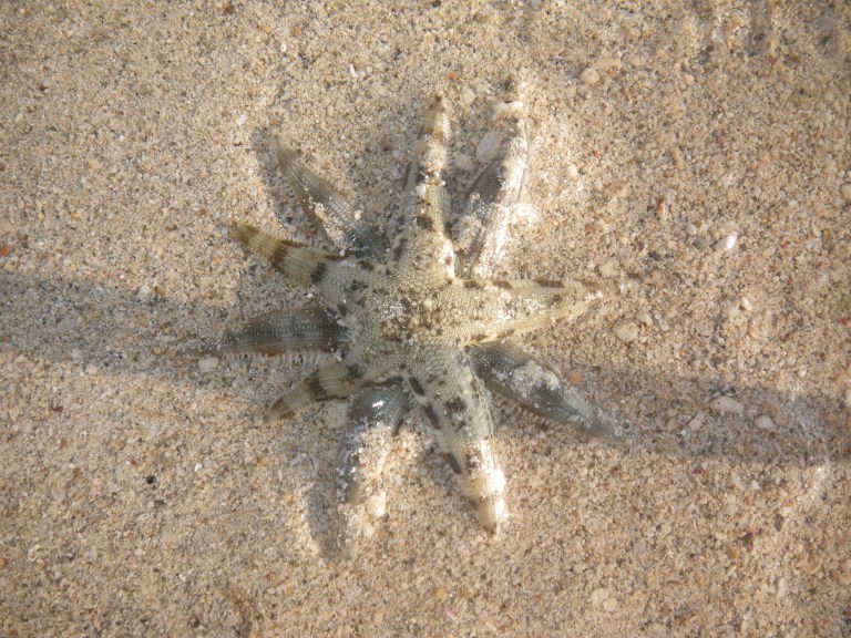 Starfish - Travellingminstrel #