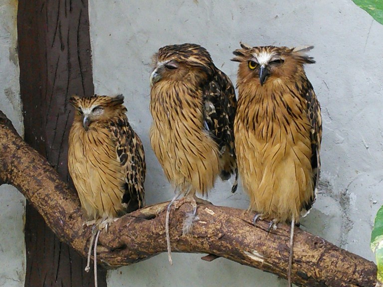 wp-1452414832579 image