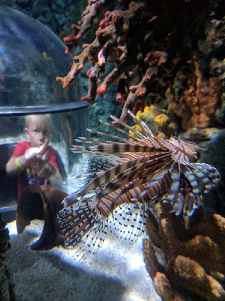 42989842_240424299981940_711709555922305024_n